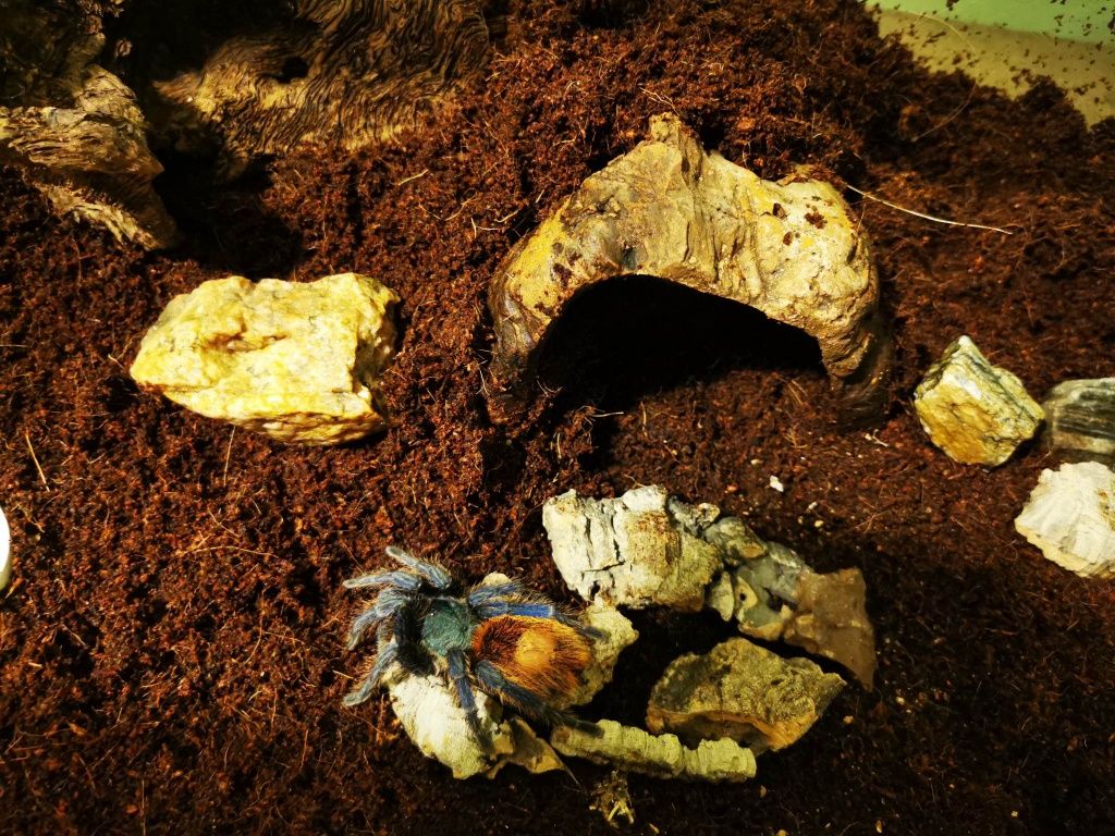 Chromatopelma cyaneopubescens L4/L5