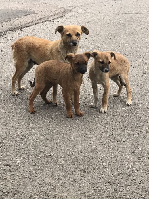 Цуценята в пошуку сім‘ї.