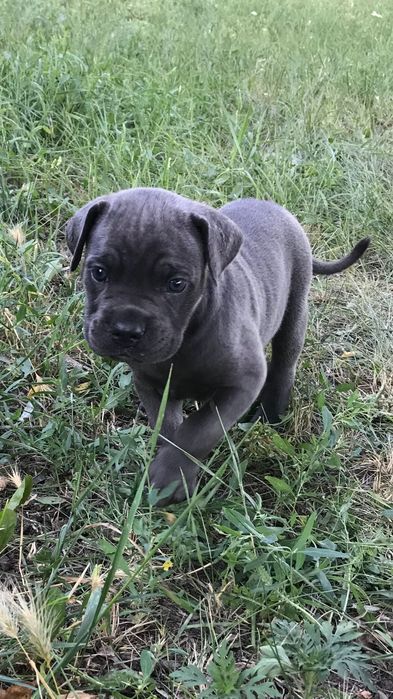 Продаж Кане-корсо