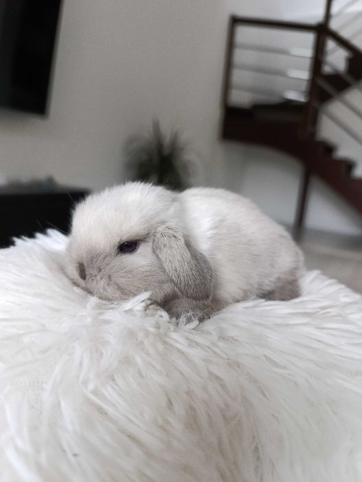 Mini lop karzełek Teddy hodowla zarejestrowana