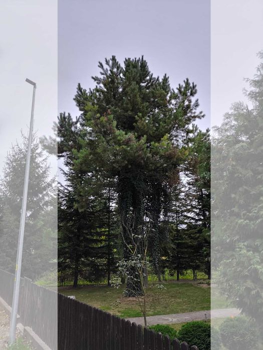 Oddam za darmo drzewo do wycięcia ŚWIERK i SOSNA