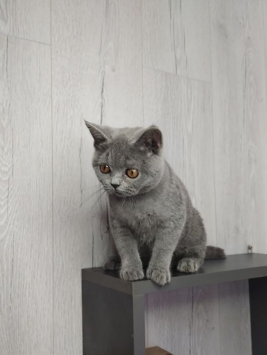 Чистокровна найлагідніша шотландська принцеса Фаїна з ВАКЦИНАЦІЄЮ