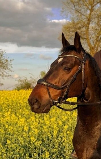 Ogłowie Equitus Beta anatomiczne COB