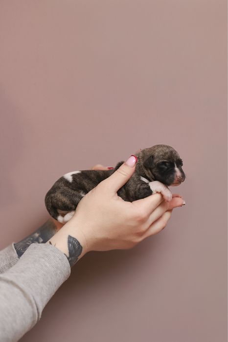 Chart Angielski Whippet ZKwP FCI