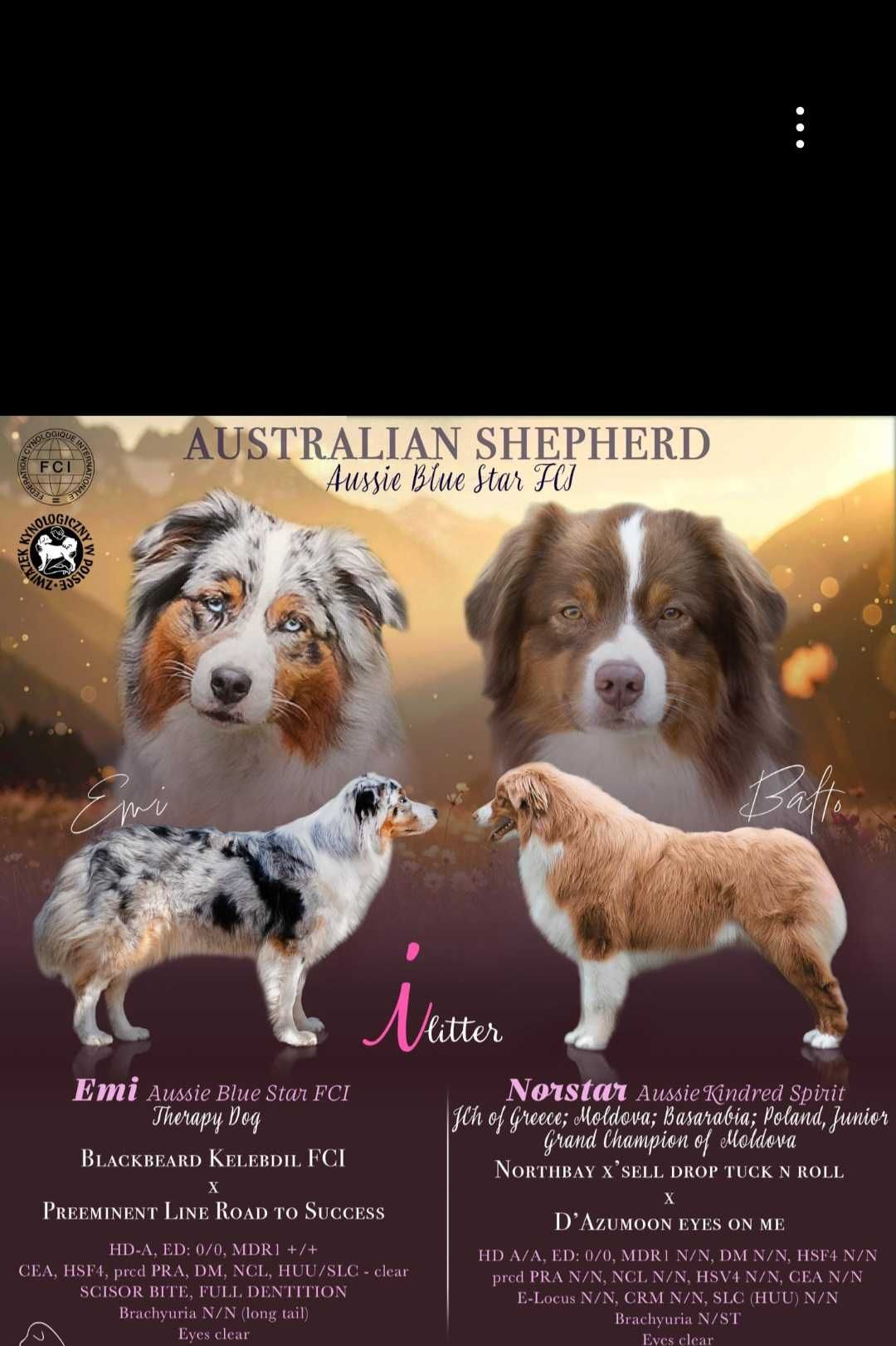 Owczarek Australijski Aussie szczeniak ZKwP FCI