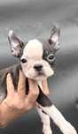 Boston Terrier piesek przebadany z rodowodem
