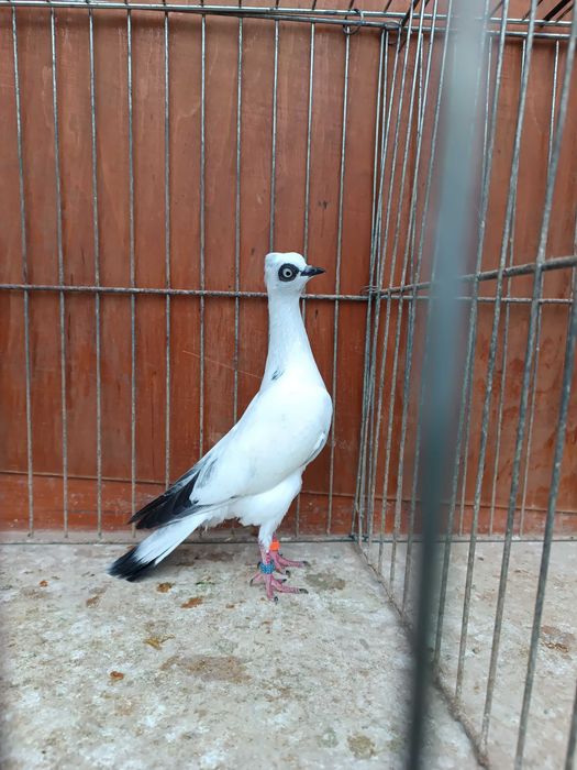 Wiedeński Lotny,Wiedeńskie