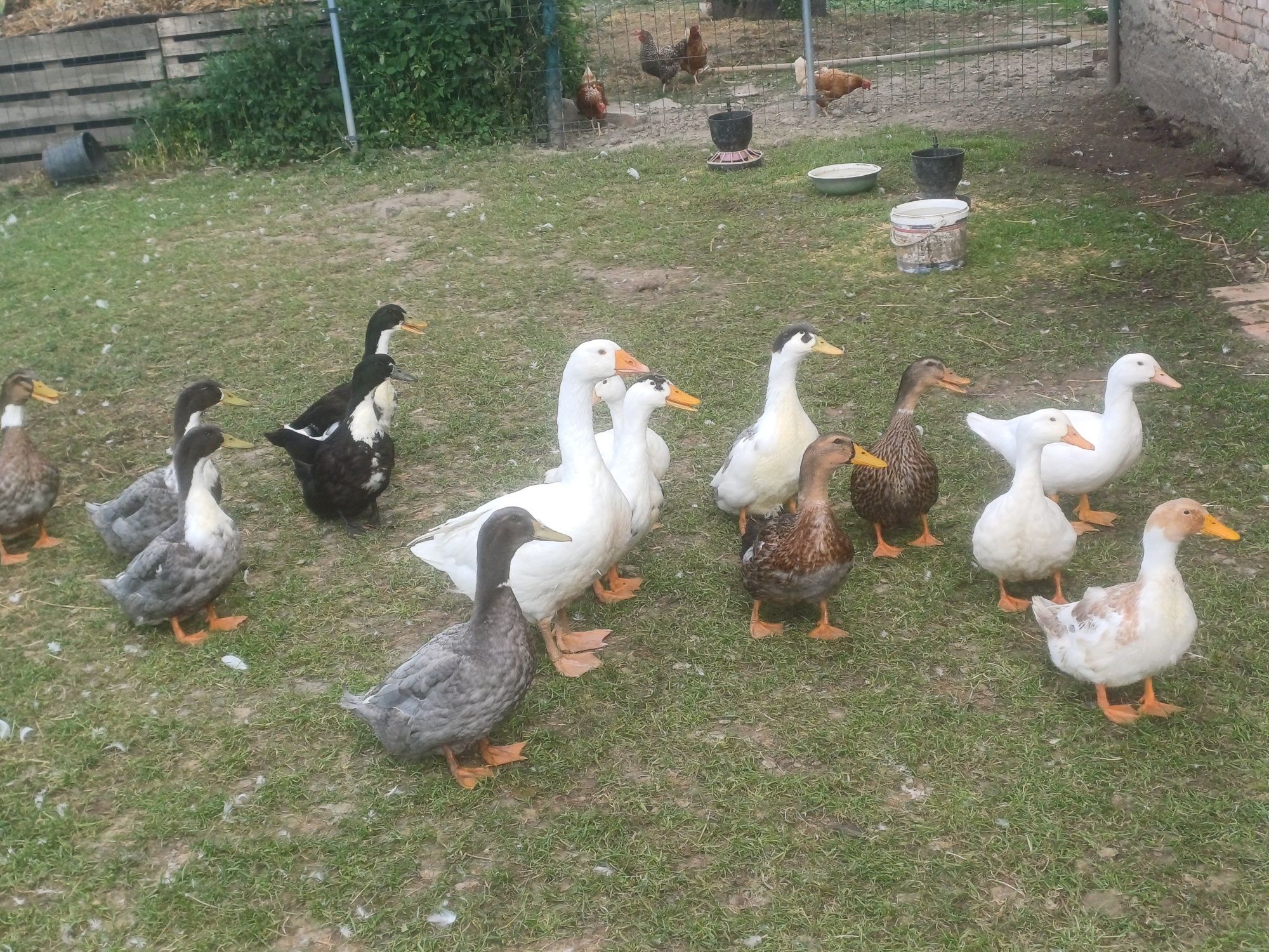 Kaczki biegusy młode oraz dworki, pekinn