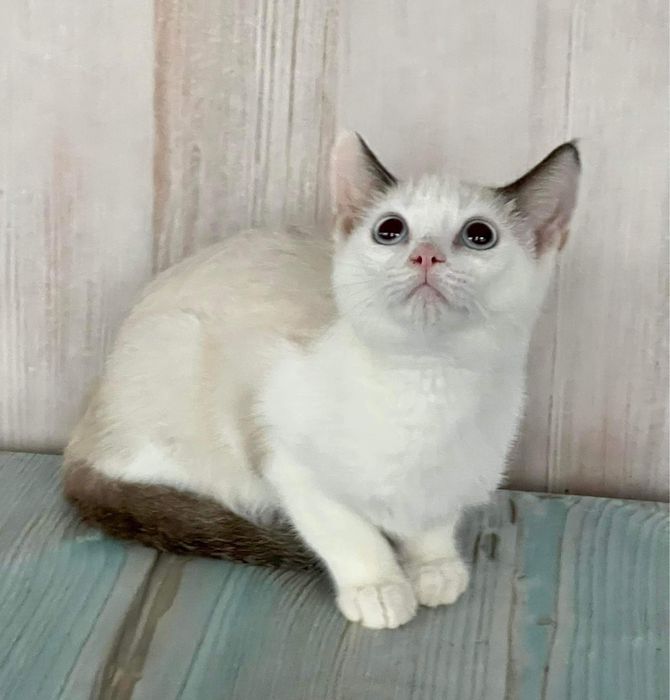 З розплідника майже безкоштовно