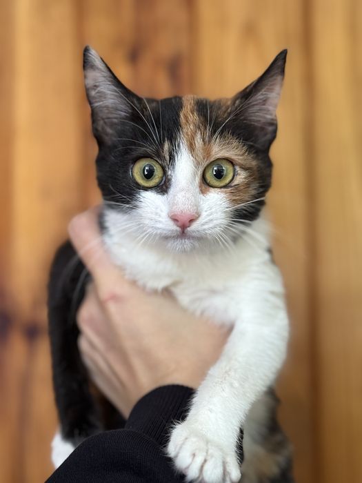 В добрые ручки , отдам даром