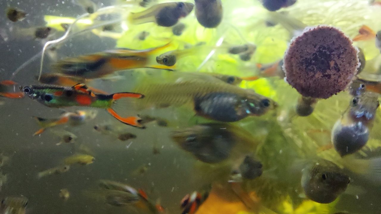 Gupiki Endlera, młode, dorosłe