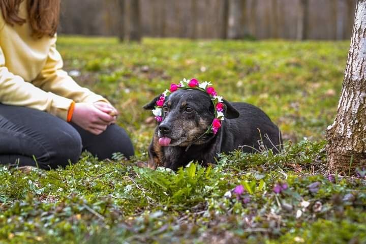 Malutka sunieczka od zawsze prosi o DOM... Adoptuj!