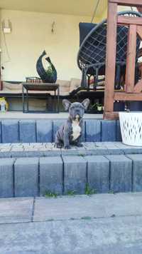 Buldog Francuski Blue