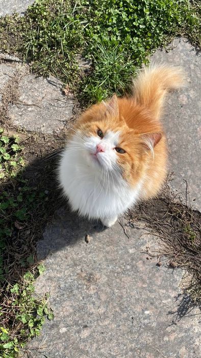 Рижий котик Річі шукає дім