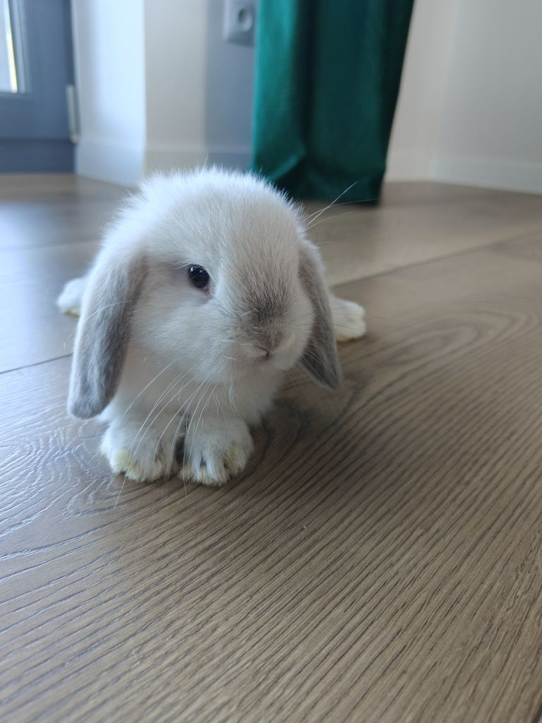 Mini Lop królik ostatni w tej barwie