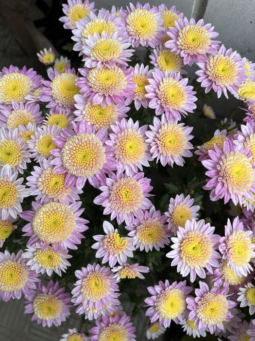 Продам саджанці  гібіскуса сирійського, є хризантема різна