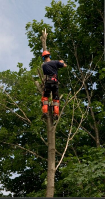 Wycinka drzew trudnych+ rozdrabnianie gałęzi