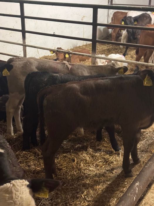 Cielaki byki jałówki Rejowiec dostawa cała Polska w cenie