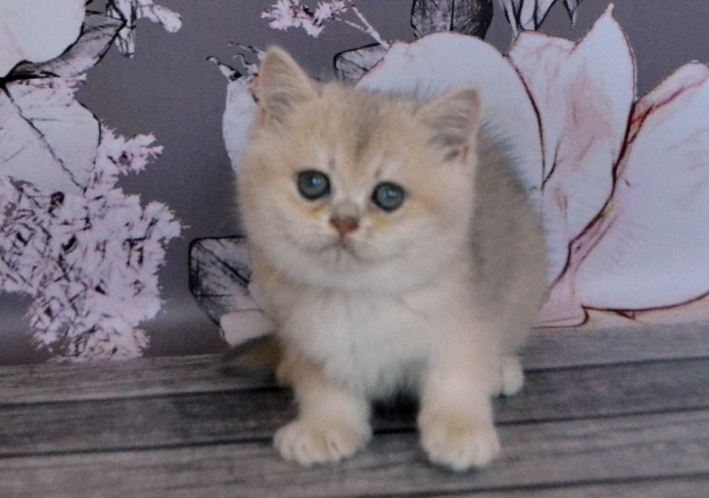 Золоті,  блакитні шиншили суперові кошенята