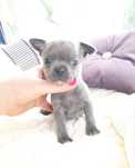 Piesek chihuahua krótkowłosa blue