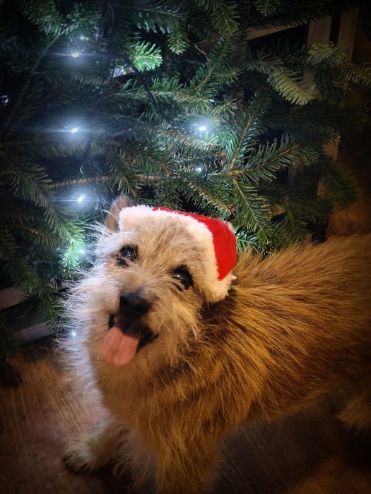 KORI terrier szuka domu