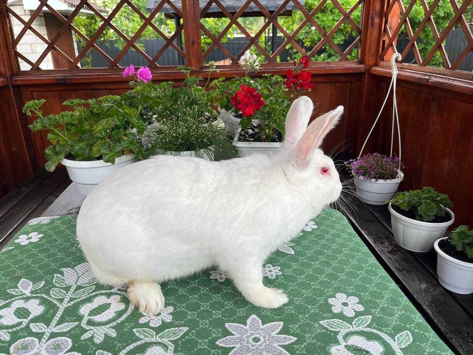 Кролі породи Бургундець та Білий Панон
