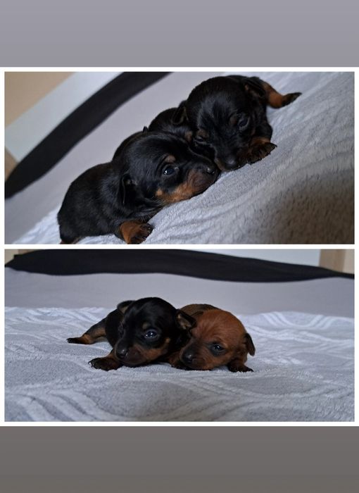 Pinczer miniaturowy xxs