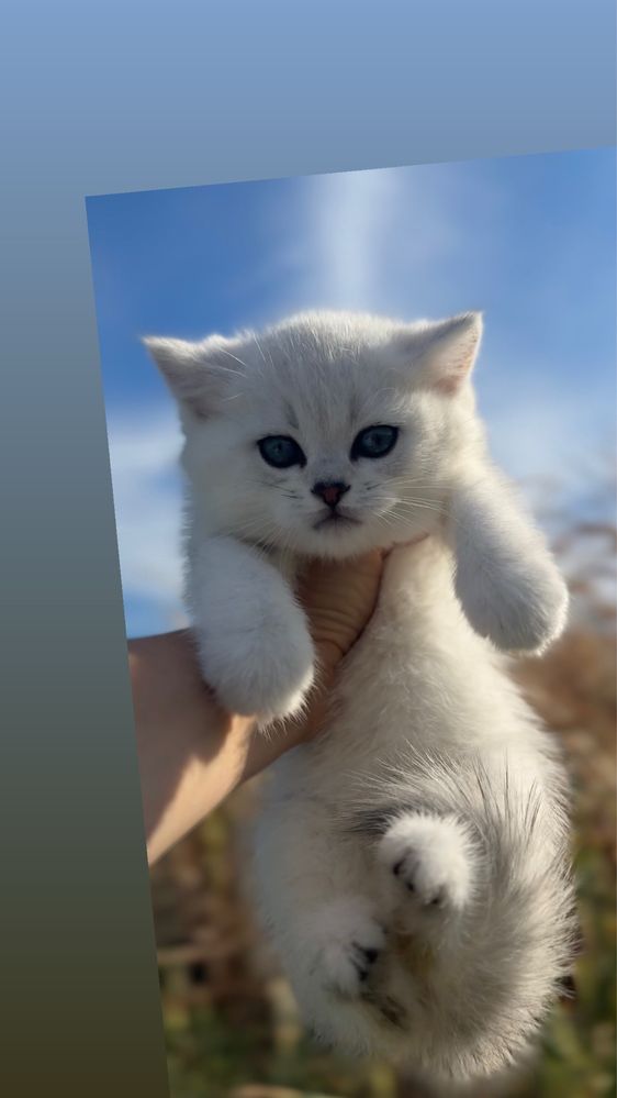 Фолд пород прямовушки шотландські кошенята срібна шиншила прямовух