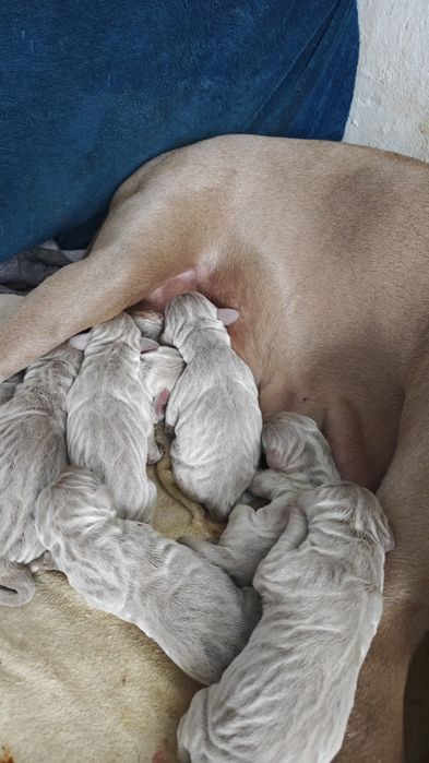 Szczeniak Wyżeł WEIMARSKI- Mikołajkowy odbiór