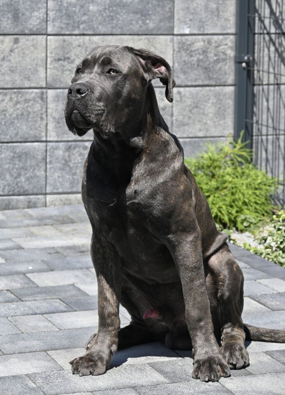 CANE CORSO - ZkwP /FCI piękny   mocny  samiec szaro - pregowany .
