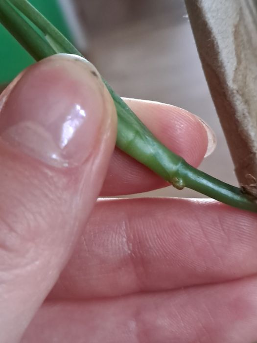 Monstera subpinnata ciety szczyt