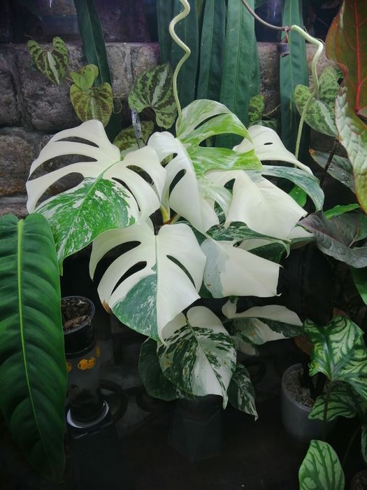 Монстера альба взрослое растение.