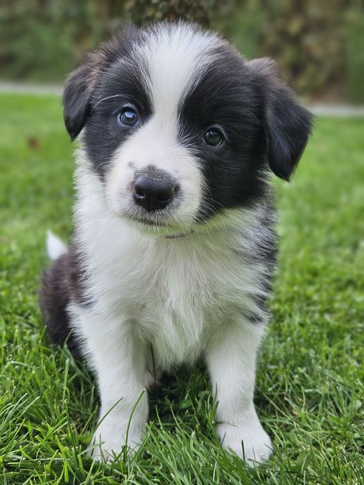 Szczenięta Border Collie ZKwP/FCI