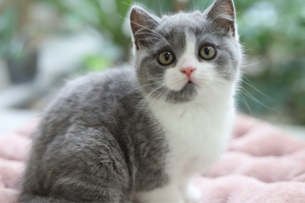 Macho British  Shorthair