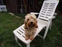 Cockapoo F1 b mini 11 miesięcy wychowana sunia