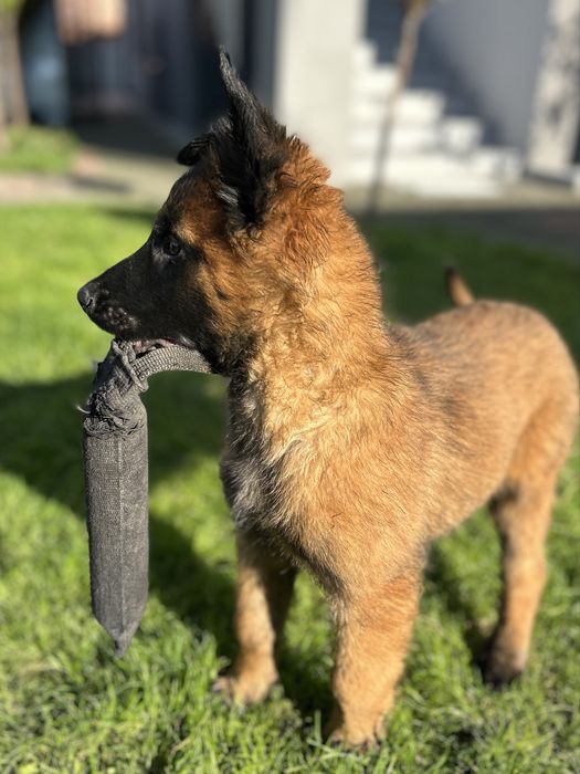 Owczarek Belgijski Malinois