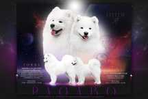 Samoyed szczenię ZkwP FCI