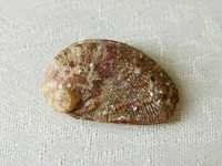 Muszla morska, uchowiec - Haliotis tuberculata lamellosa / 30 mm