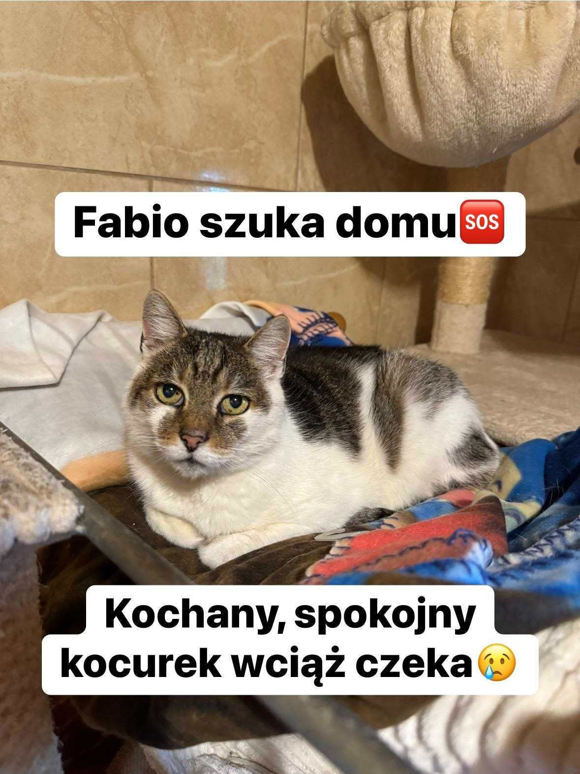 Fabio ok 2 let.pięknie umaszczony kocurek czeka na Ciebie Korabek