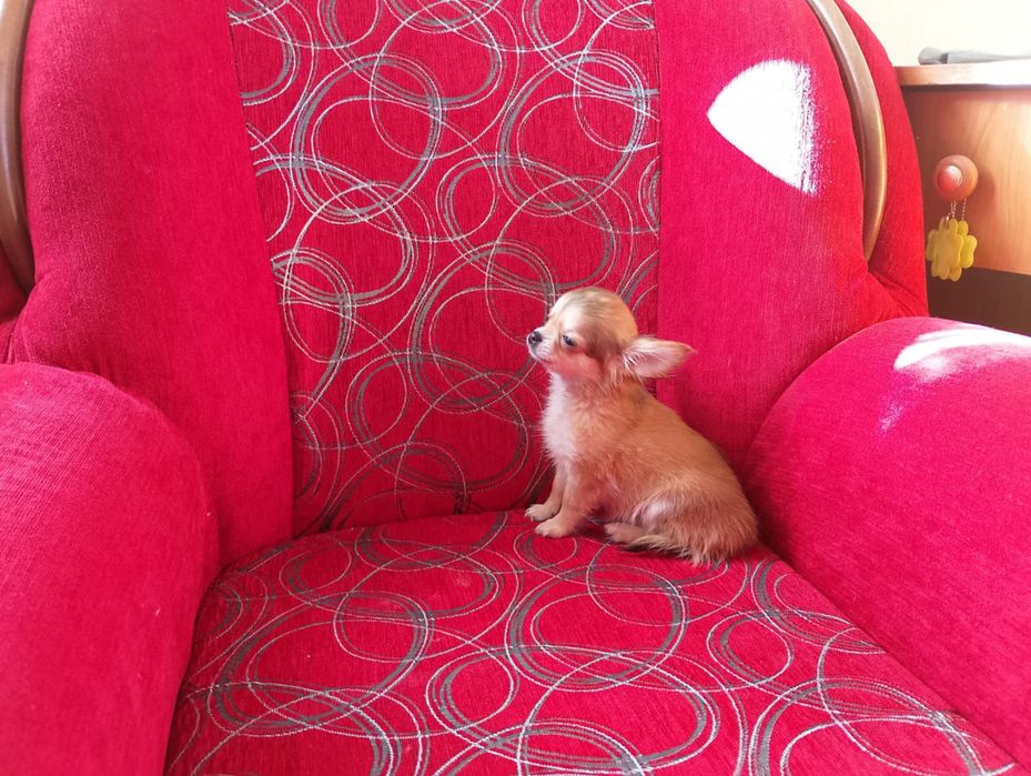 Chihuahua szczeniak suczka