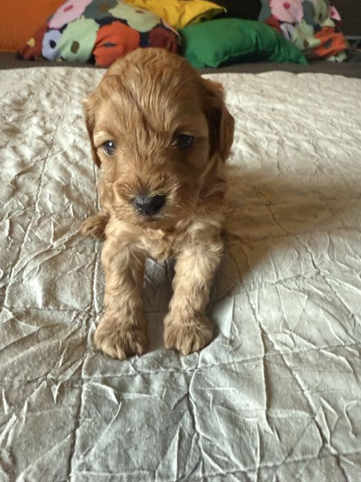 Urocza sinia Maltipoo / Poochon/Bichpoo /cavapoo/