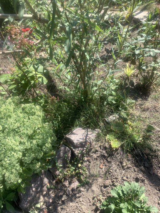 Саджанець верби червоноі