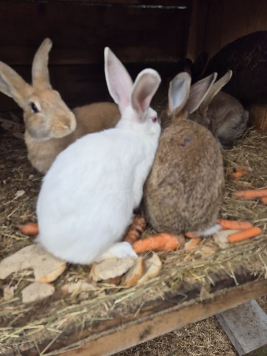 Sprzedam króliki rasowe