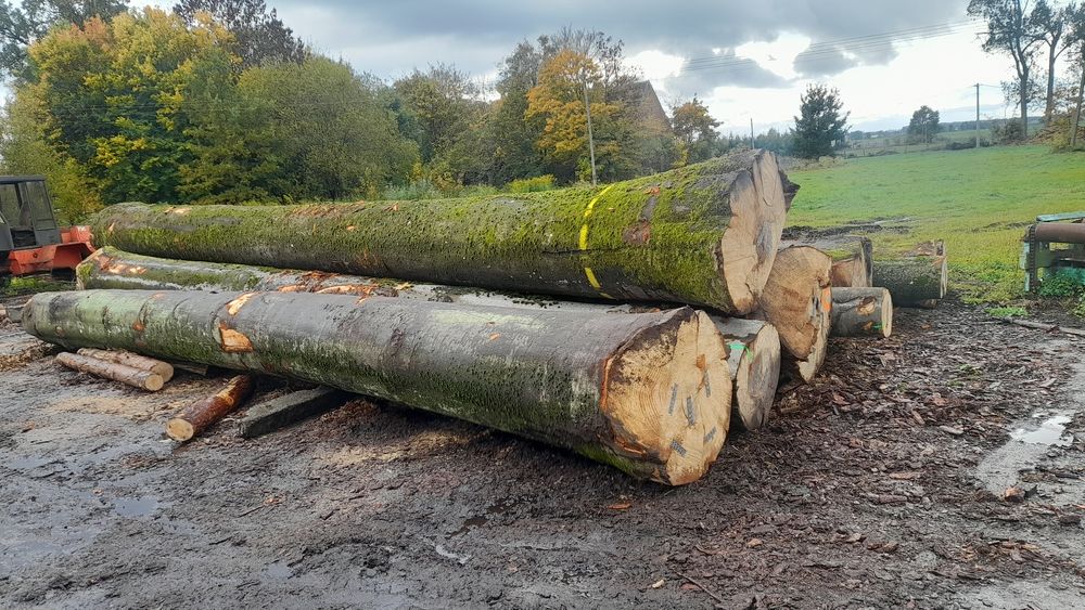 Buk tartaczny świeżo pozyskany