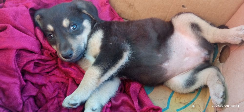 Отдам щенков в хорошие руки