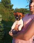 Jack Russell Terrier gładkowłosy ZKwP FCI