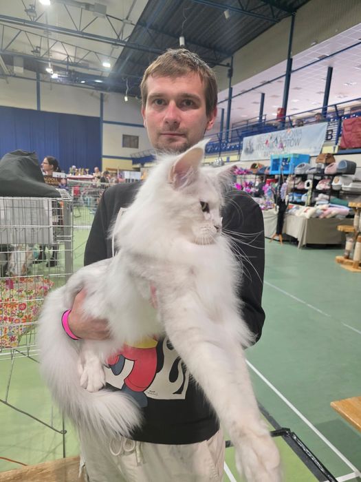 Hodowla kotów Maine Coon Kocia Farna