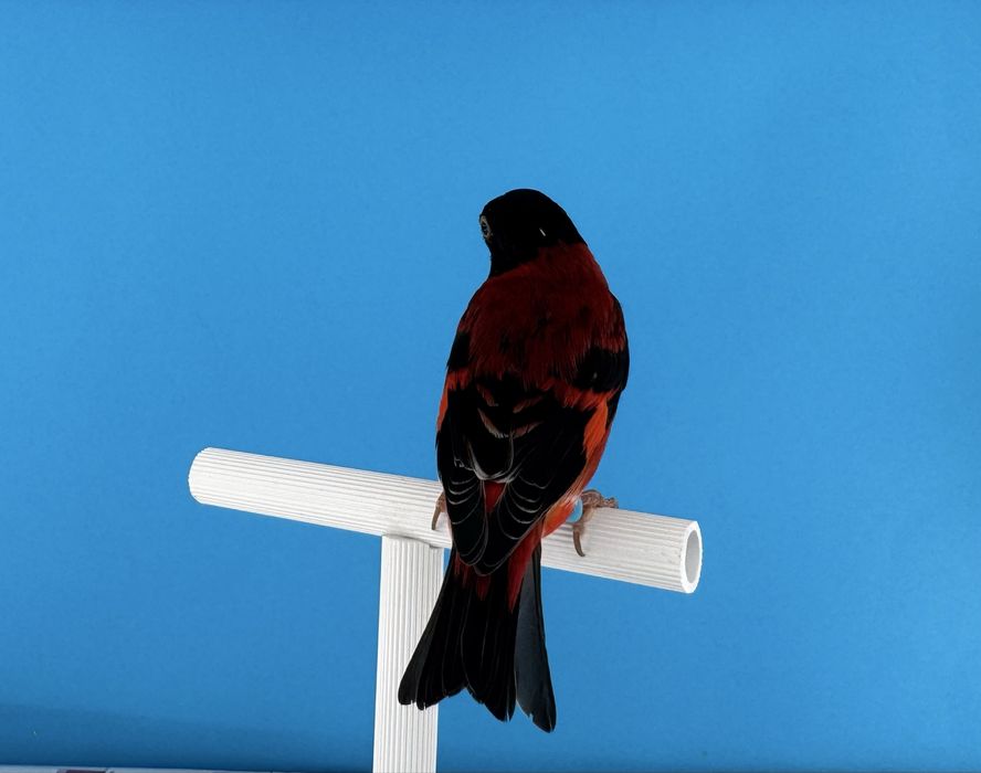 Cardinalitos da Venezuela