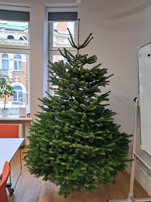 Choinki żywe z dowozem z fotki lub zakupem ze szkólki Puławska 416
