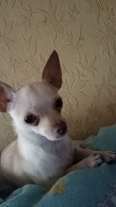 Потрібен хлопчик чіхуашка для вязки